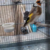 سهره نر جوجه قفس