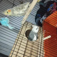 عروس هلندی مولد باجوجه|پرنده|ری, علایین|دیوار