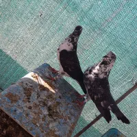 چهار جفت کبوتر پرشی زمانت ساعت بالا