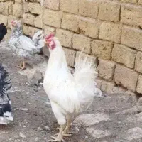 مرغ و خروس گلین طوسی و مشکی|حیوانات مزرعه|قم, جمکران|دیوار