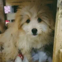 سگ پودل کراس