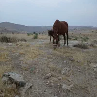 فروش مادیان با کره ی ماده