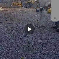 یک عدد پشمالو خارجی ب فروش میرسد|سگ|یاسوج, |دیوار