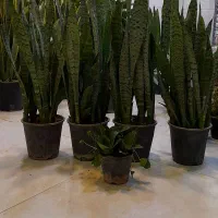 سانسوریا شمشیری سبز پُرغلاف پُر برگ