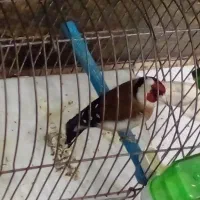 سهره نر گل اتشی نیمه رام