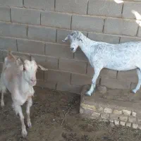 بز جوان