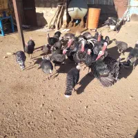 فروش بقلمون|حیوانات مزرعه|کوهدشت, |دیوار