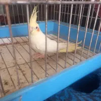 عروس نر جوان شش ماهه کشیده و زیبا