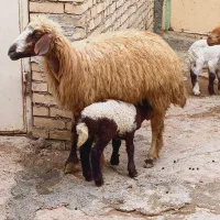 گوسفند و بره قوچ بزغاله