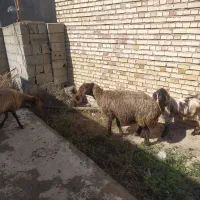 گوسفند جوان آبستن