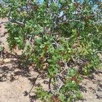 فروش باغ پسته در باغستان علیا