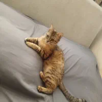 حیوان خانگی