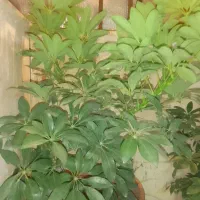 گل شفلرا|گل و گیاه طبیعی|گلبهار, شهر جدید گلبهار|دیوار