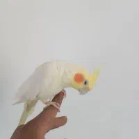 عروس هلندی|پرنده|گرگان, |دیوار