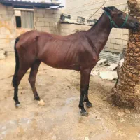 اسب مادیان عربی|اسب و تجهیزات اسبسواری|اهواز, دغاغله|دیوار