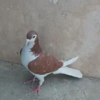 کبوتر کفتر چادری