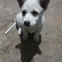 حیوانات اهلی