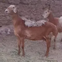 میش چینی با بره قوج