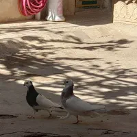 کفتر|پرنده|قم, نیروگاه|دیوار