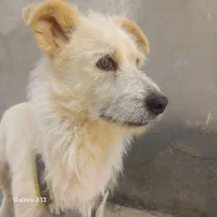 سگ پا کوتاه