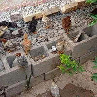 جوجه 40روزه معاوظه