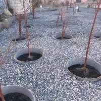 انجام کلیه کارهای باغبانی وسم پاشی و تیلرزدن|خدمات باغبانی و درختکاری|مشهد, توس (بلوار توس)|دیوار