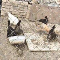 مرغ و خروس بومی|پرنده|کیار, |دیوار