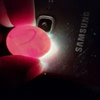 تخم عروس پاریس لوتینو نطفه دار