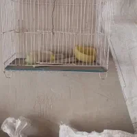 قفس عروس با وسایل آبخوری ودون خوریش