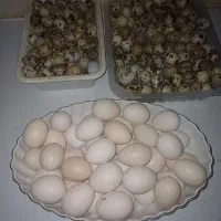 تخم بلدرچین و مرغ نطفه دار و خوراکی