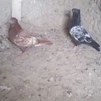 جفت جوجه سینه ای