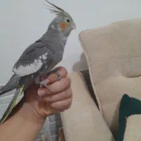 ۲تاجوجه عروس معاوضه با عروس لوتینو یا آلبینو نر|پرنده|انابد, |دیوار