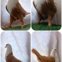 کلاغ طوقی کفتر جفتگاه کبوتر سار رنگه