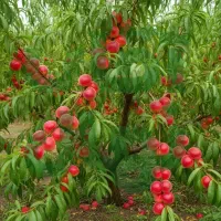 نهال هلو آلبرتا  آبدار زودبازده و محبوب بازار خرید|خدمات باغبانی و درختکاری|مشگین شهر, |دیوار