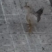 جوجه ۴۵ روزه و جوجه ۱۷ روزه زیر قیمت