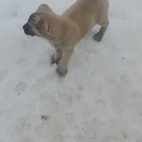 توله سگ کانگال|سگ|تبریز, |دیوار