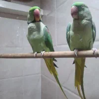 شاه طوطی جفت نرو ماده