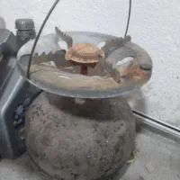 پیک نیک سالم‌