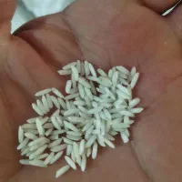 برنجمحلیدورود|خوردنی و آشامیدنی|سیلاخور, |دیوار