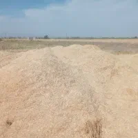 کاه گندم