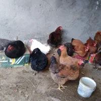 بوقلمون و مرغ وخروس|حیوانات مزرعه|مشهد, کوشک مهدی|دیوار