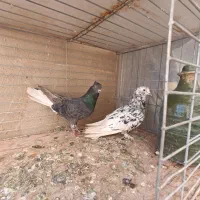 کبوتر|پرنده|مهریز, |دیوار