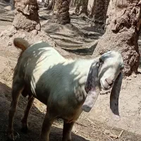 چپشت چاق وسرحال مناسب داشت وکشتار