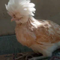 نیمچه کاکلی و کاکل پا پر