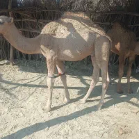 شتر.|حیوانات مزرعه|زهک, |دیوار