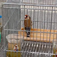 3 عدد سهره|پرنده|شیراز, کوشک میدان|دیوار