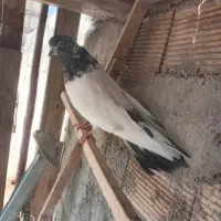 کفتر