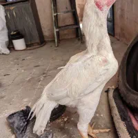 جوجه خروس لاری هندی