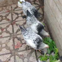 لاری و برهما