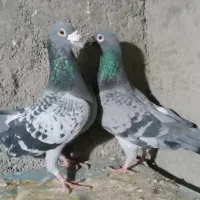 کفتر|پرنده|زیرکوه, |دیوار